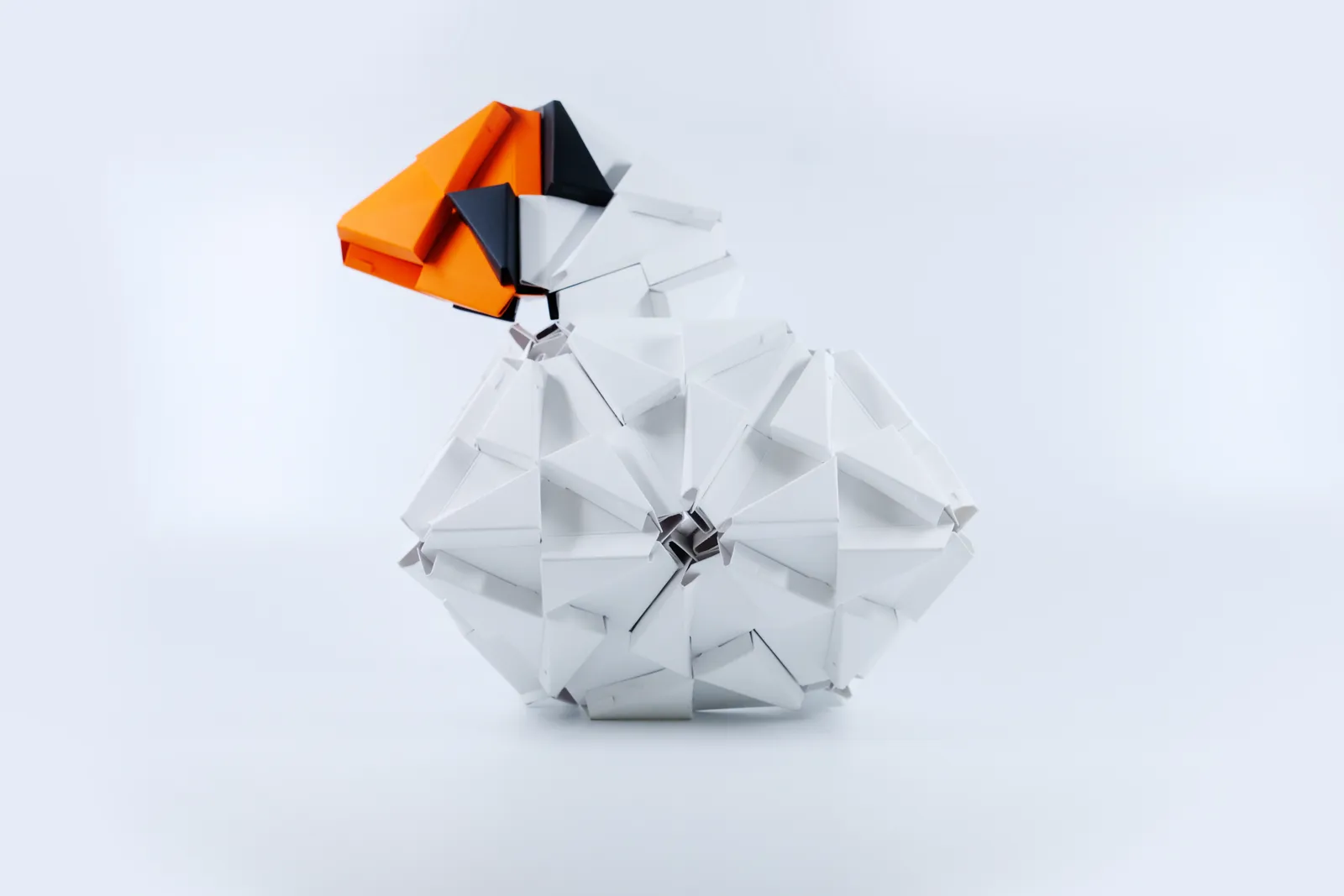 Swan White
